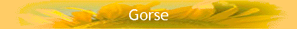 Gorse