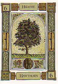 The Celtic Tree Oracle by Liz and Colin Murray