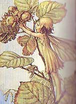 The Hazel Fairy by Cicely Mary Barker
