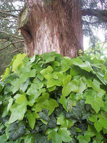 English Ivy Symbolism, Traditions, and Mythology