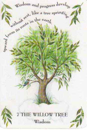 Willow tree symbolism and significance - Better Place Forests