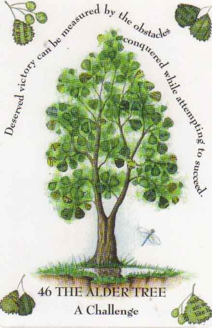 Elder Tree Branch