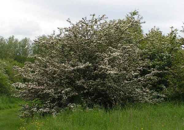 hawthorn tree tattoo. The Goddess Tree Grows