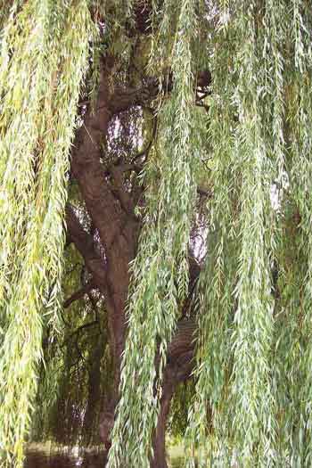 Willow tree symbolism and significance - Better Place Forests